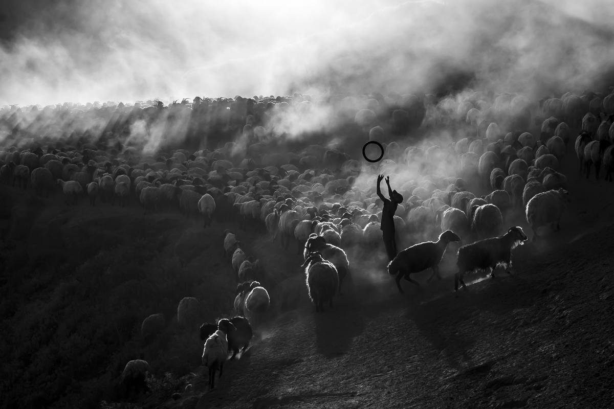 Flock of Sheep