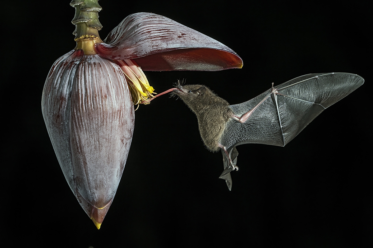 Nectar bat n9