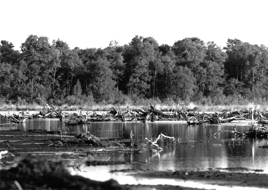 Death of peatland