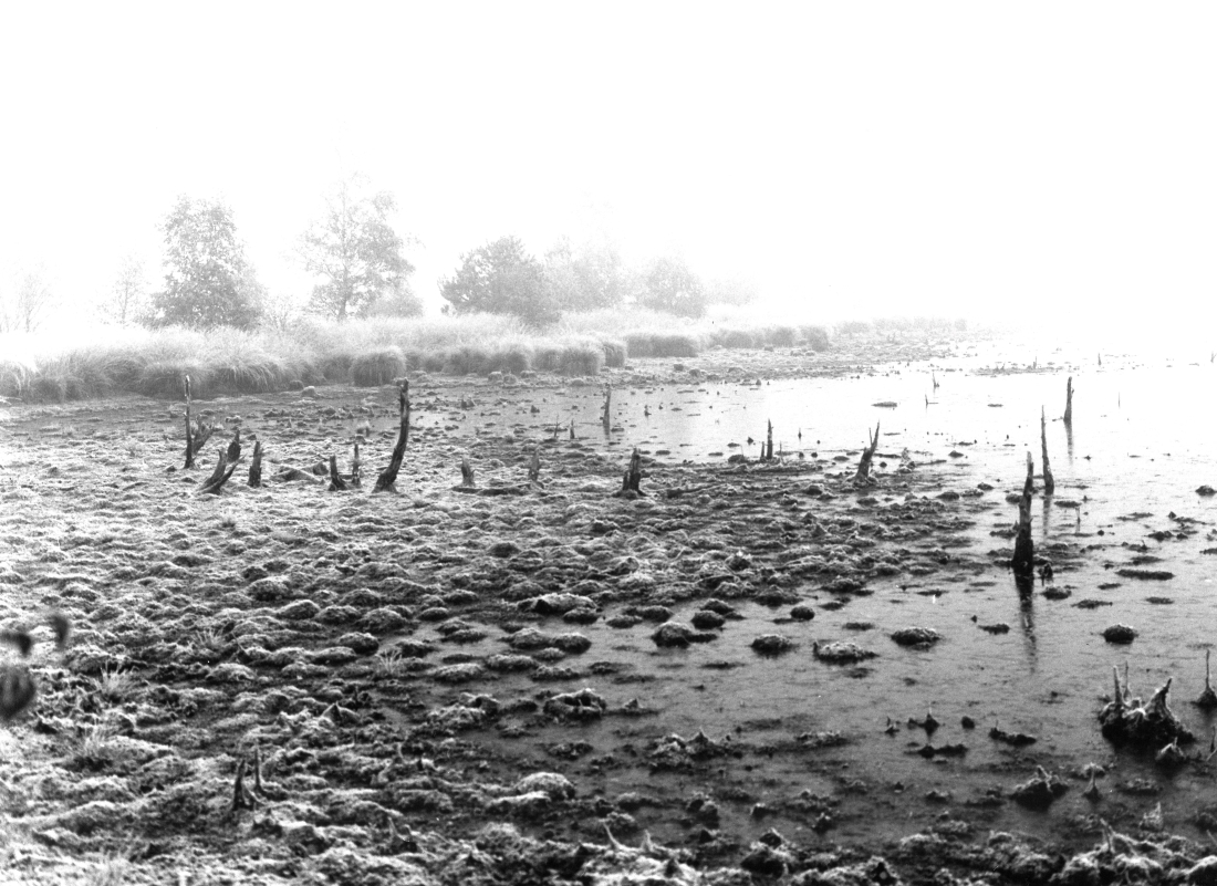 Death of peatland