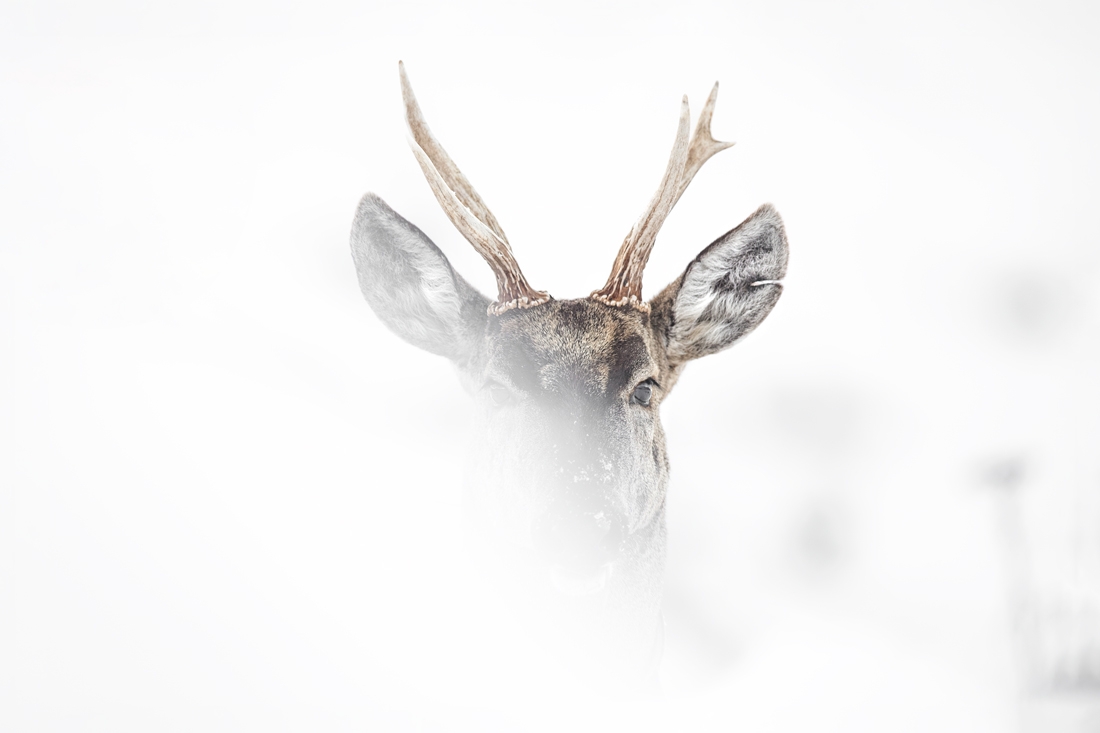 Huemul