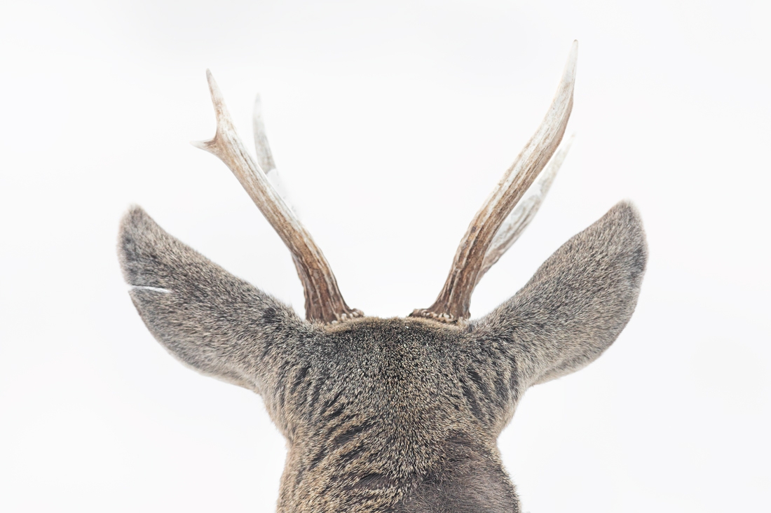 Huemul