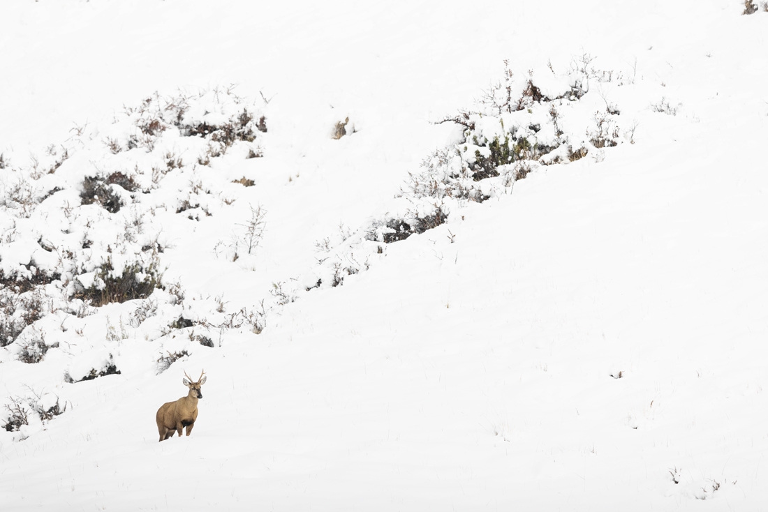 Huemul