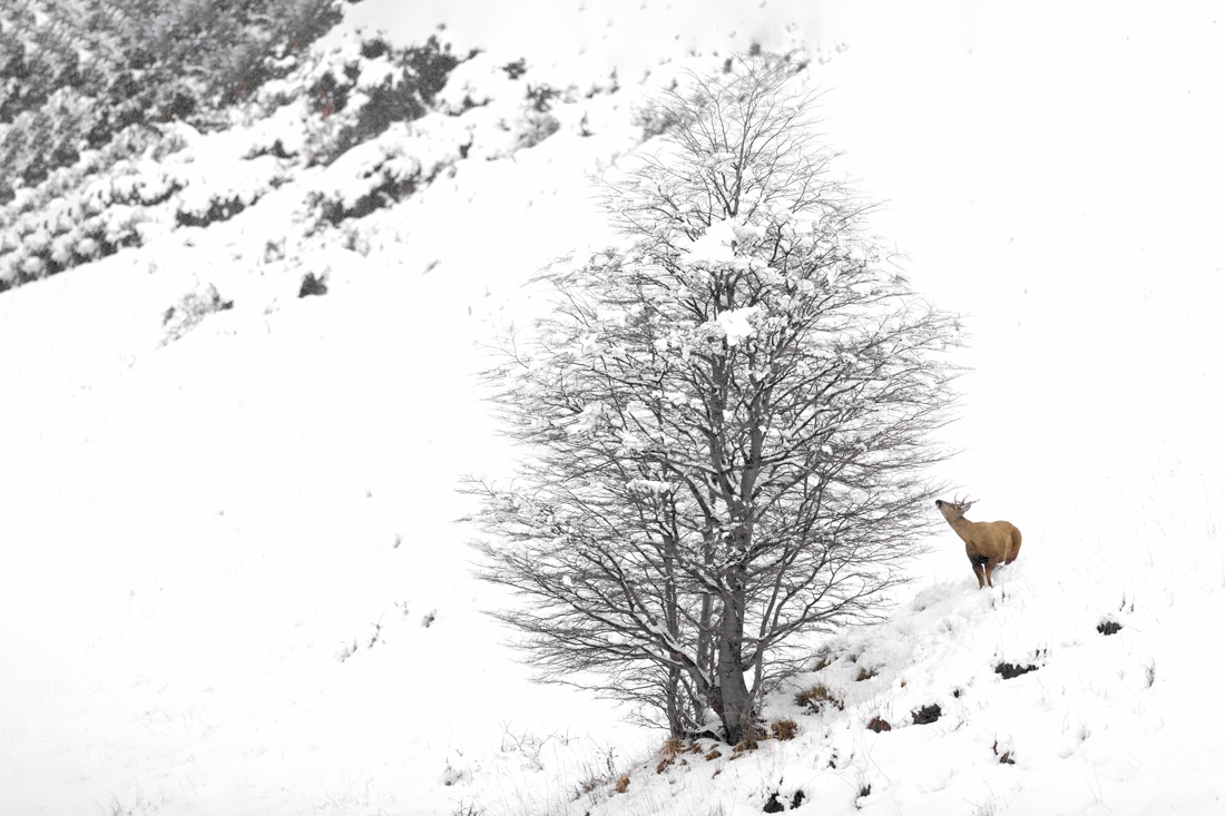 Huemul