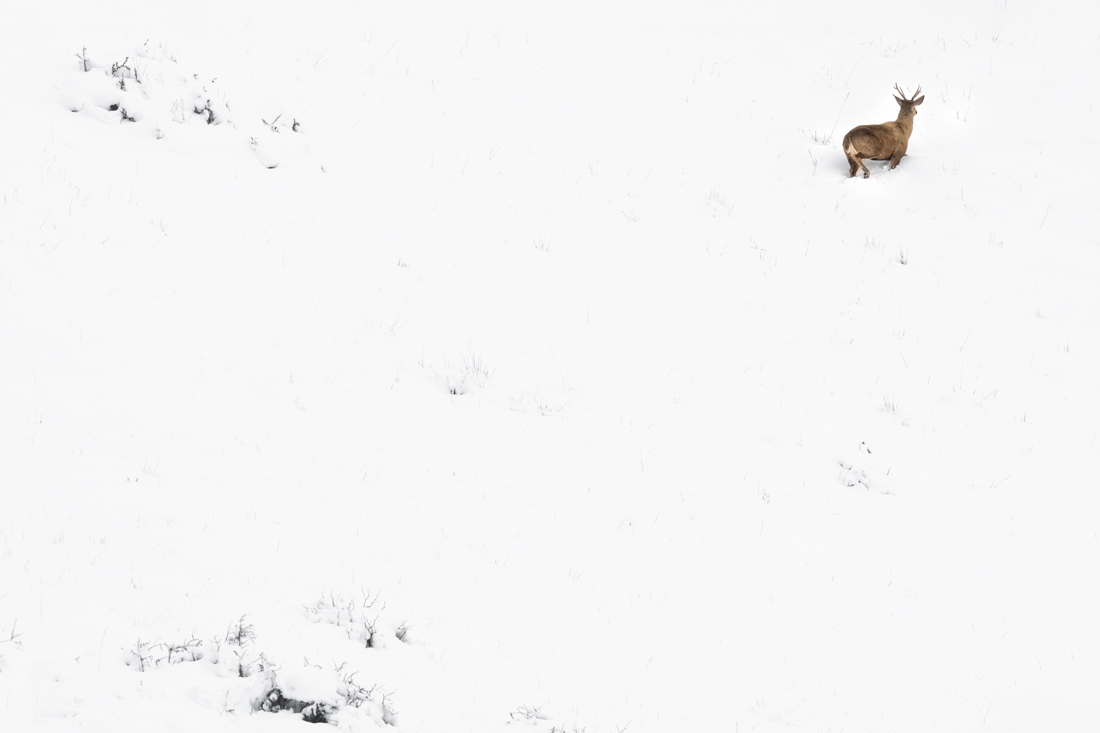 Huemul