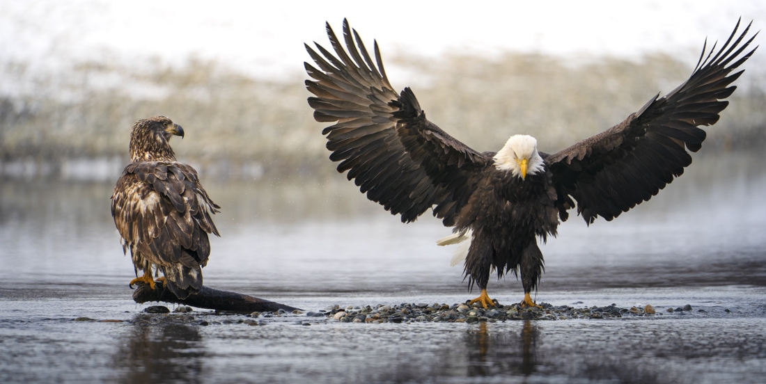 Wild Alaska