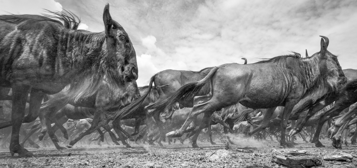The Great Migration