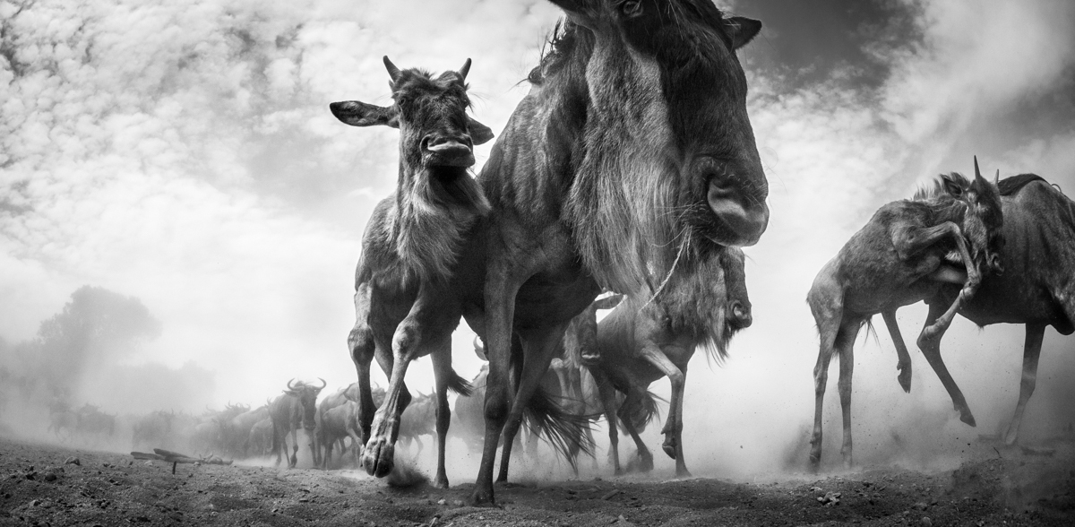 The Great Migration