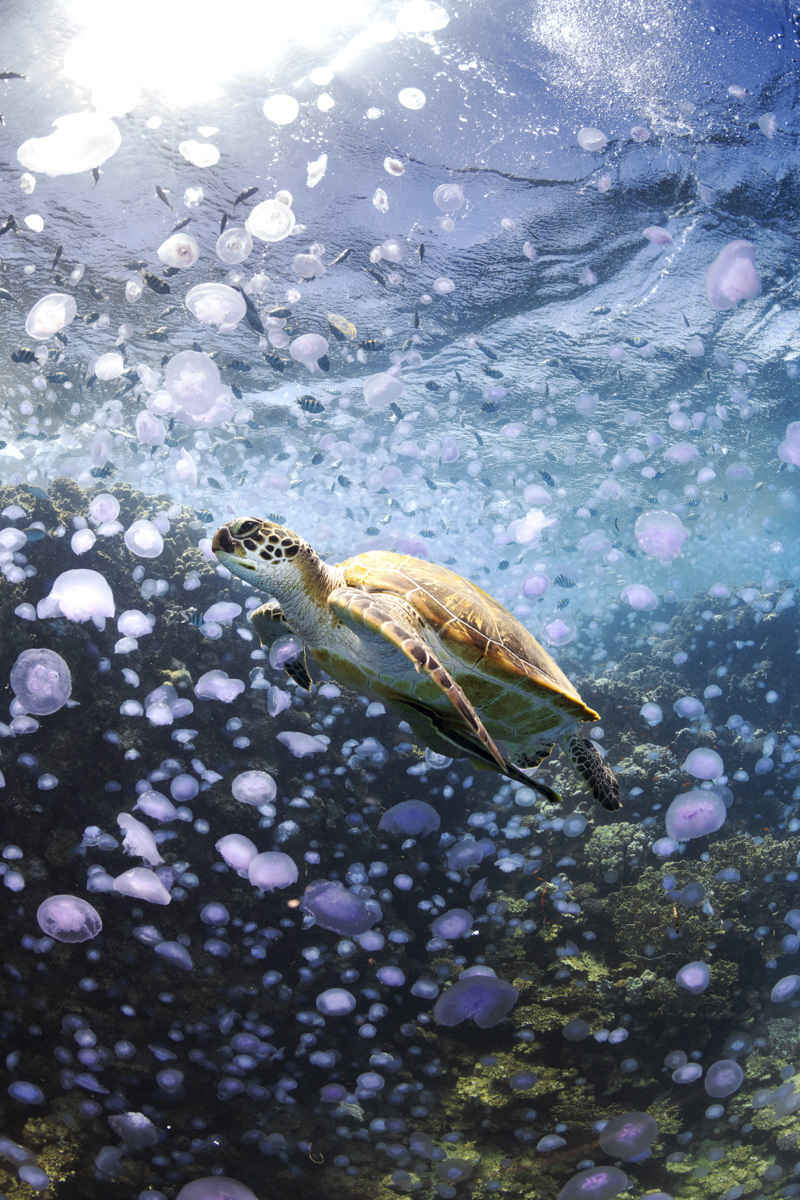 Ocean Traveller