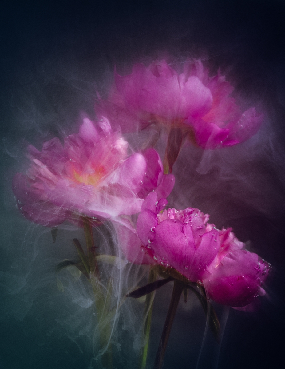 Peony Burst