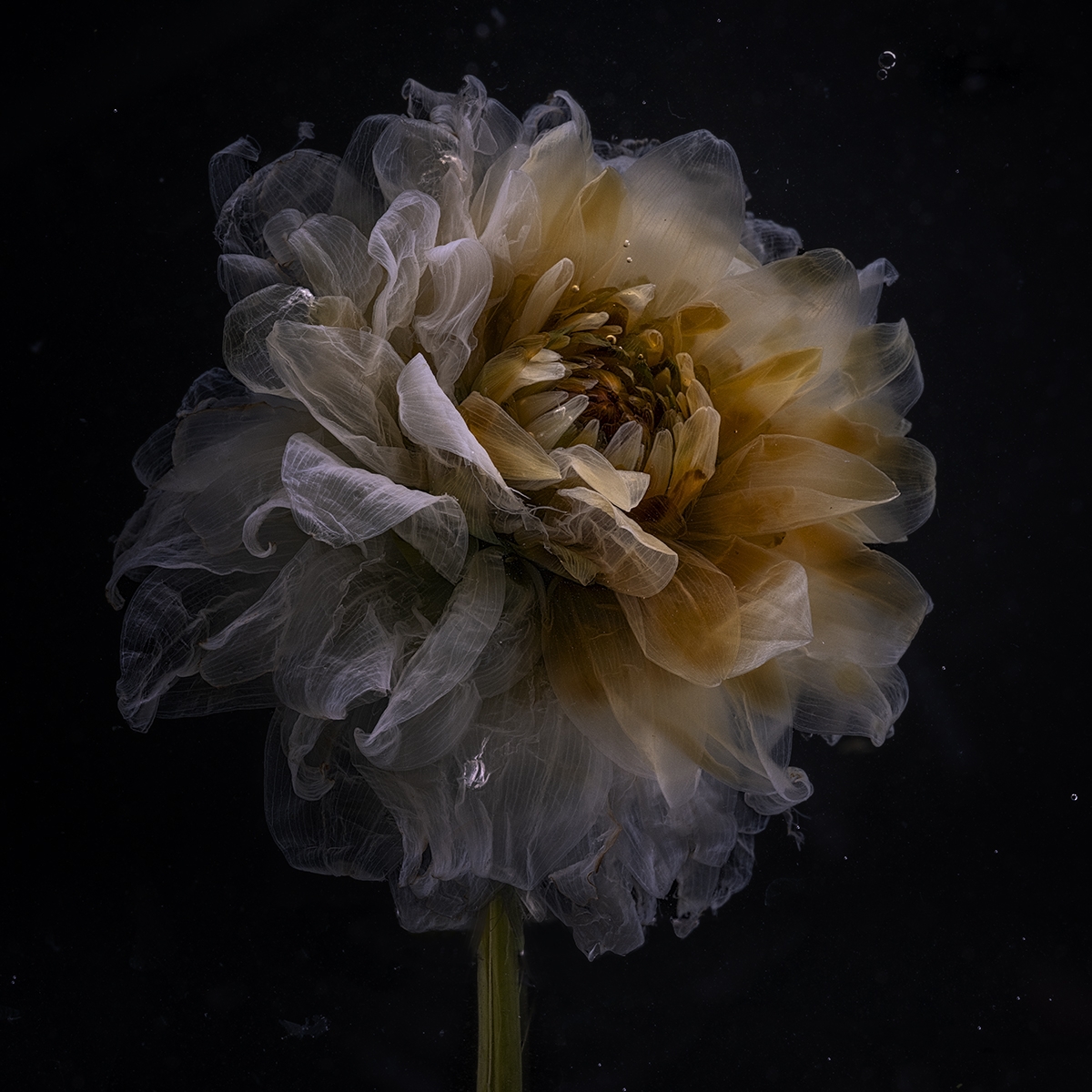 Aesthetics Of Decay