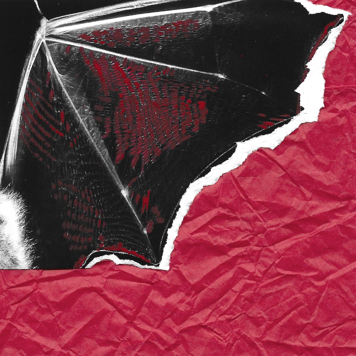 Blood on Broken Wings: Unseen victims of War