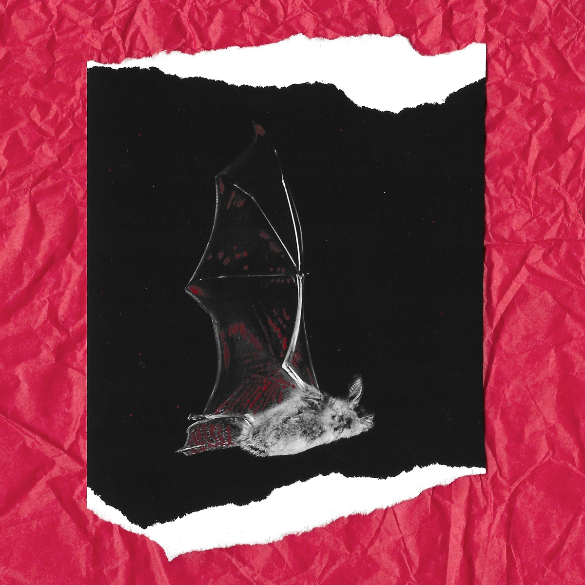 Blood on Broken Wings: Unseen victims of War