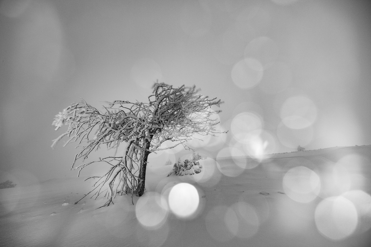 Night and White