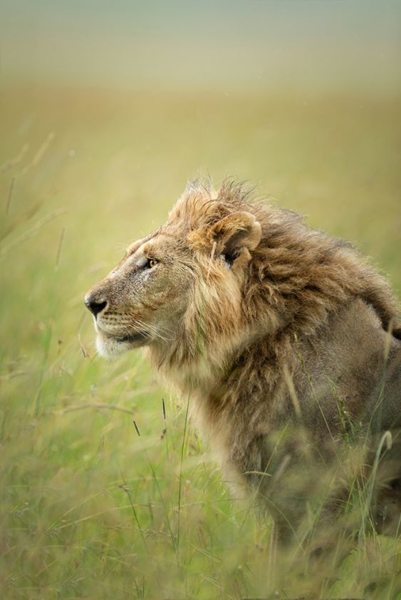 Lion King