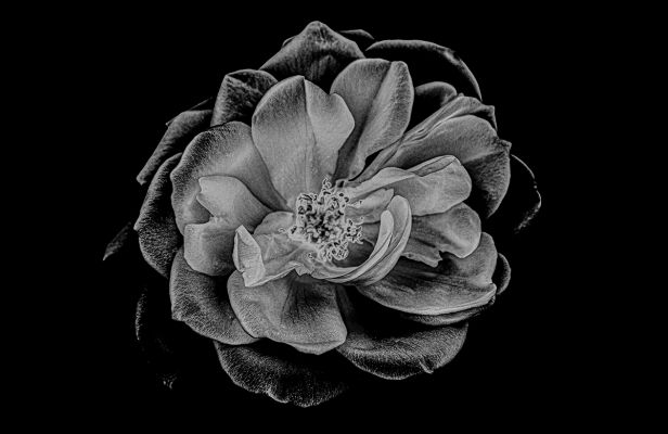 Solarized Flora