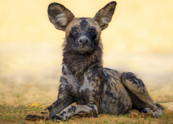 African Wild Dogs