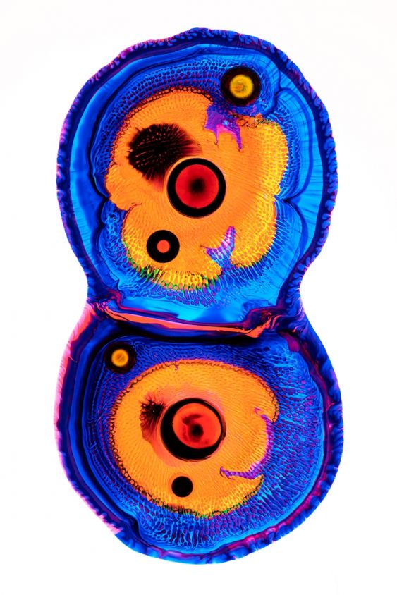 Cell - Mitosis