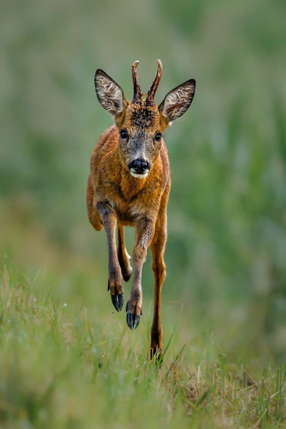 Local Wildlife-East Anglia-England