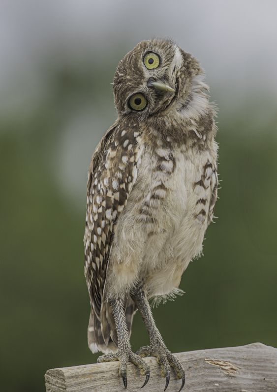 Curious Burrowing Owl 