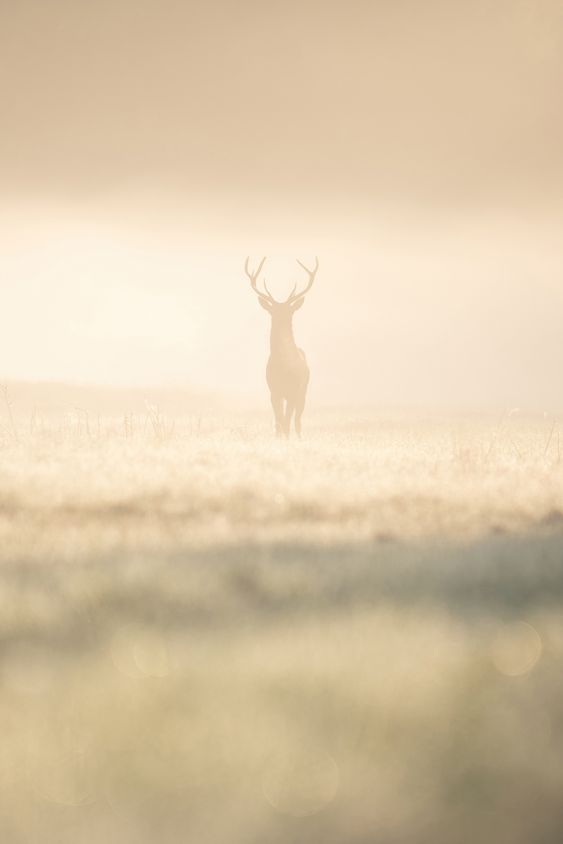 Serenity