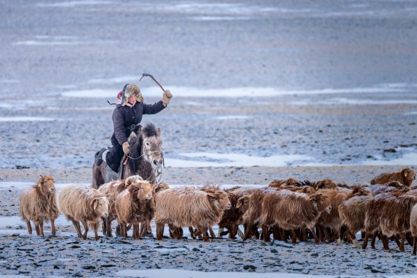 Mongolian Winter Migration