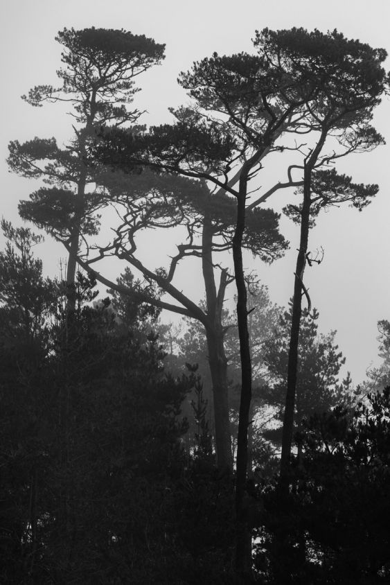 Long Mist