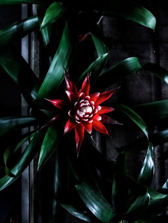 stinging colors