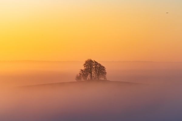 British woodland at dawn