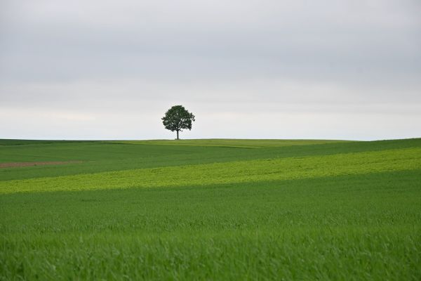 Loneliness