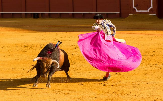 Bullfighting: culture or torture?