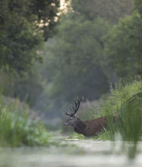 Deer
