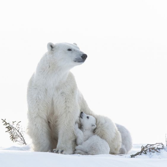 Wapusk Polar Bears