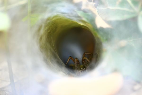 the fragile and safe lair of the spider