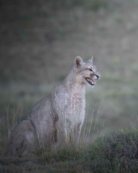 Huge hunt in Chile