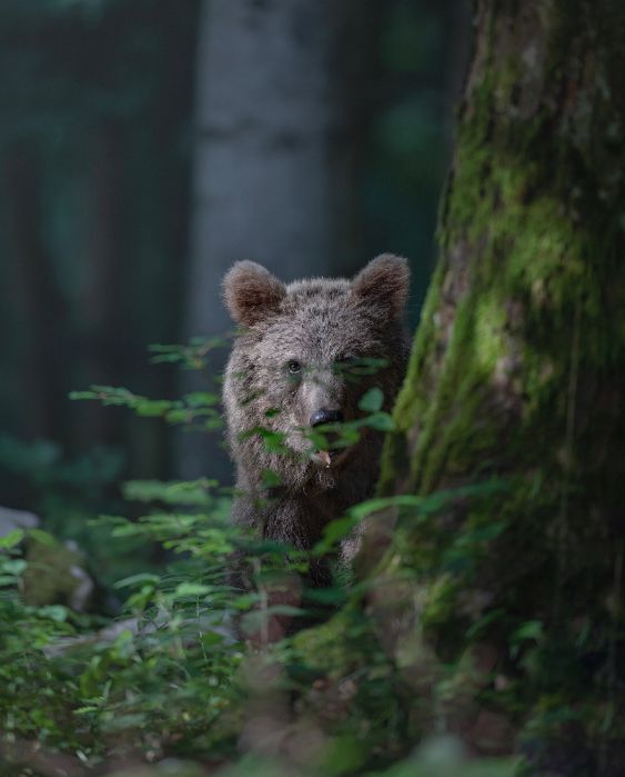  LAND OF BEARS