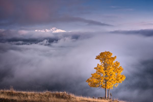 THE TREE AND THE MOUNTAIN