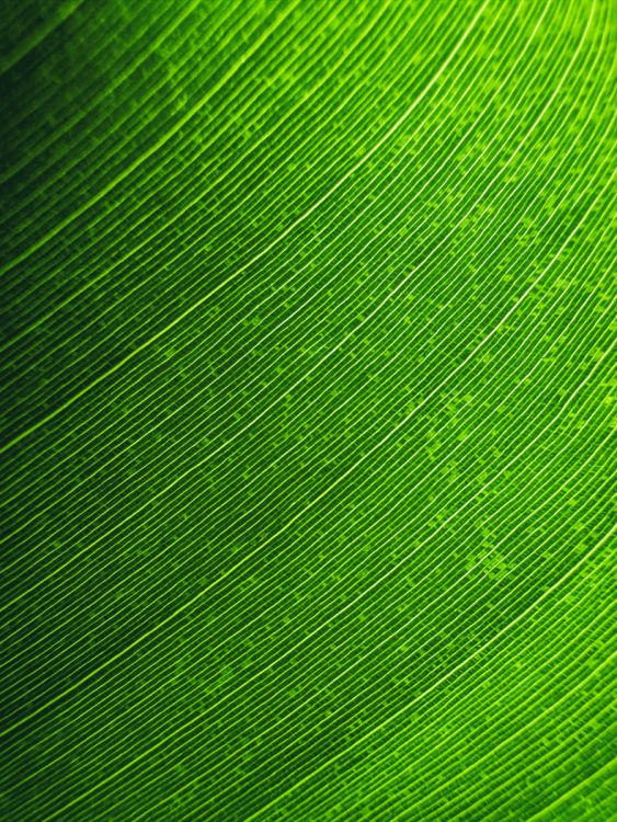 Green lines