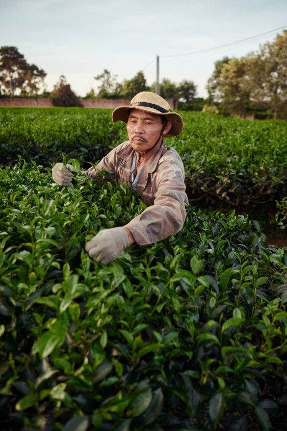 Vietnam Harvest 2023: Capturing the Beauty of the Harvest & People