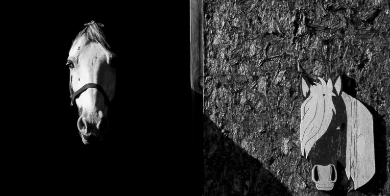 Two horses
