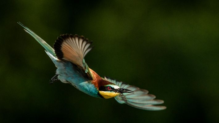 EUROPEAN BEE-EATER (Merops apiaster)