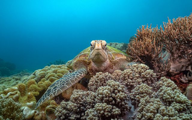 Apo Island Resident