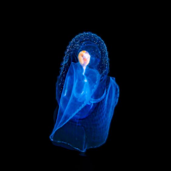 Aliens underwater
