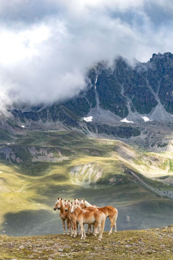 Equine Explorer