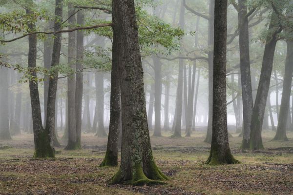 Lightened forest