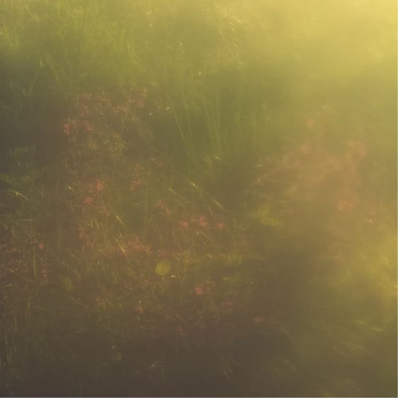 Your luminous garden