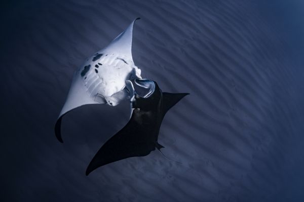 The manta dance