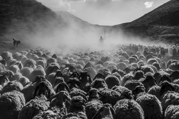 Flock of Sheep