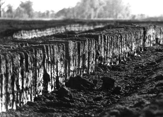Death of peatland