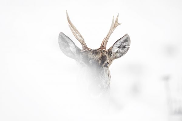 Huemul